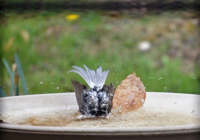 Why Birds Bathe Brandywine Conservancy and Museum of Art